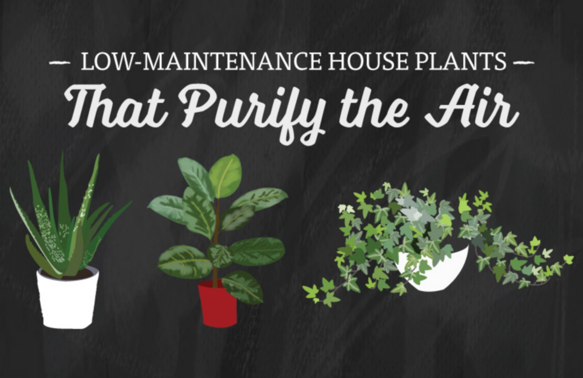 Low Maintenance House Plants that purify the air