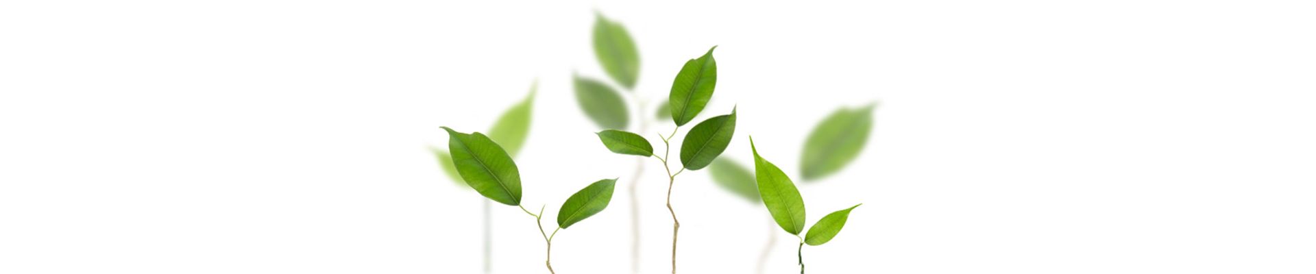 Green Choice Denver Mattress®